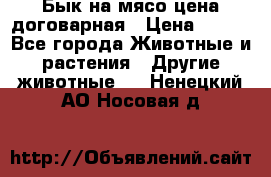 Бык на мясо цена договарная › Цена ­ 300 - Все города Животные и растения » Другие животные   . Ненецкий АО,Носовая д.